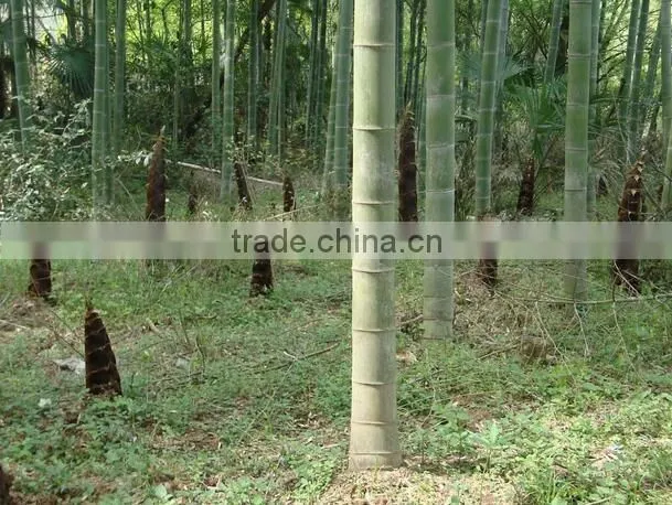 March spring season food canned bamboo shoot on hot sell