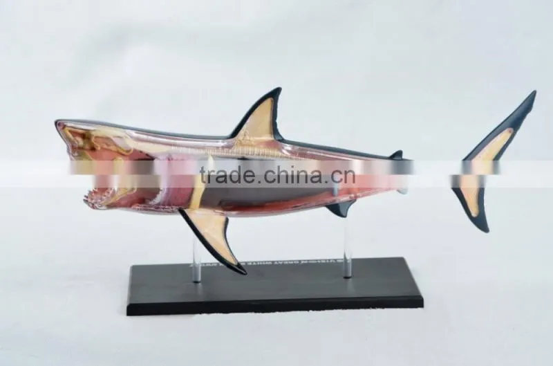 V-AM052 4D MASTER Shark specimens anatomical model