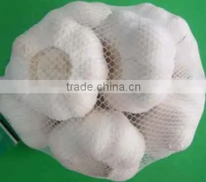 Fresh Garlic