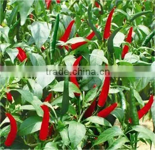 Hybrid F1 Red Hot Chili Seeds For Sale-Bright Sunshine