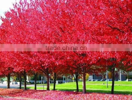 Acer rubrum /Chinese Maple /Acerpalmatum/Japanese Maple tree seeds for planting