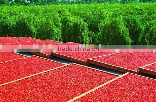 superfine china barbary wolfberry fruit