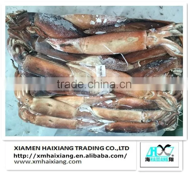 Frozen squid supplier