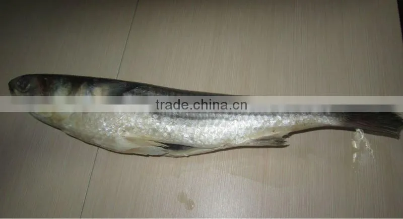 Frozen mullet roe