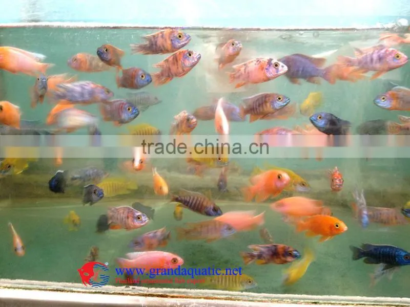 Aquarium Freshwater Fish