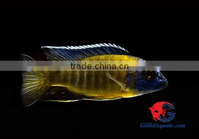 aquarium fish wholesale in Thailand
