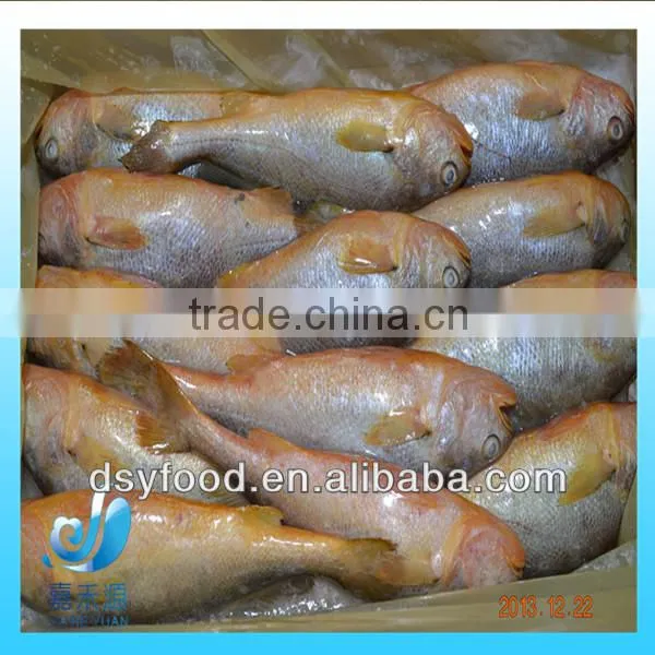 Frozen yellow croaker fish