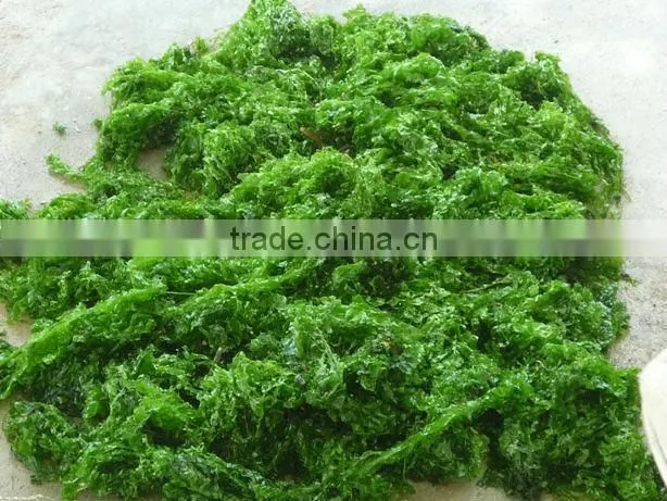 SEAWEED_ULVA LACTUCA LEAVE_HIGH QUALITY _ GOOD PRICE