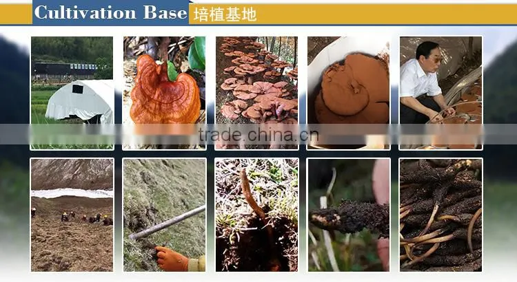 High quality Improve Sleeping Neurasthenia and Insomnia Remedy Ganoderma Slimming Capsule