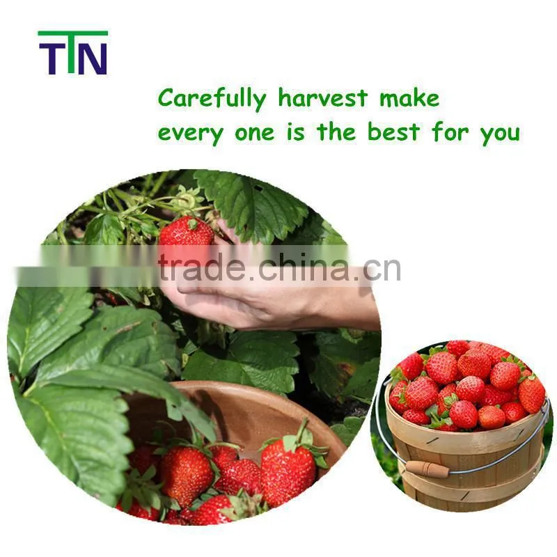 TTN Instant wholesale fruit flavored drink powder Fruit powder
