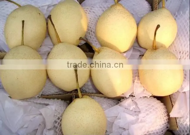 Fresh Shandong Pear 60-70-80 in 15kg Carton