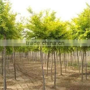 Ulmus pumila L. tree
