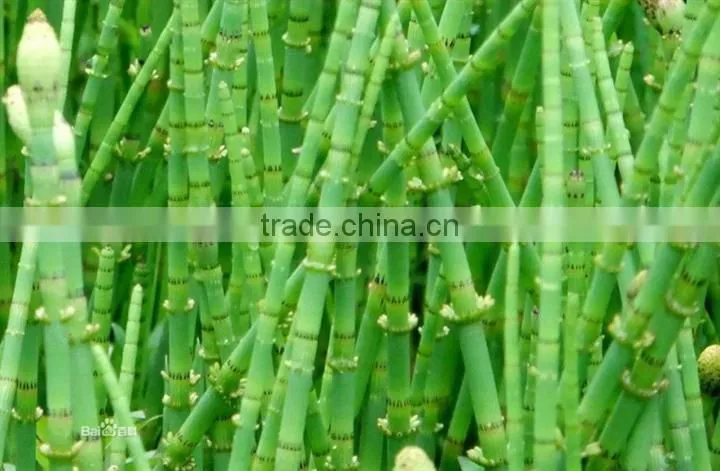 Pure and Natural Horsetail powder, Equisetum arvense extract powder, Silica 7%