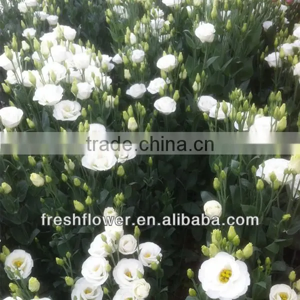 eustoma
