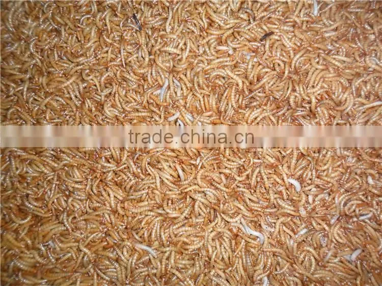 Origanic Fish Food Microwave Dried Mealworm; Dried Tenebrio Molitor For Fish Food