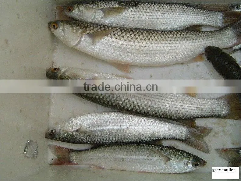 Frozen mullet roe