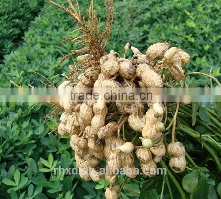 Bulk Peanut Kernel