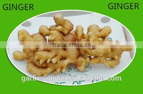 Fresh Ginger crop 2013
