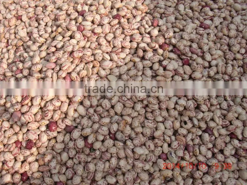 2015 new crops of light speckled kidney beans