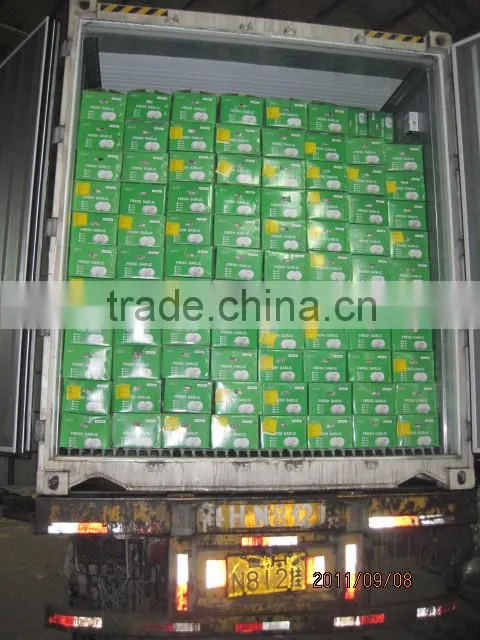 China natural fresh garlic price from Cold Storage
