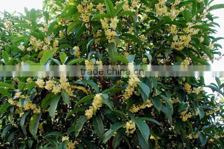 Sweet osmanthus Sweet olive Tea olive Fragrant olive seeds for growing beautiful flower trees