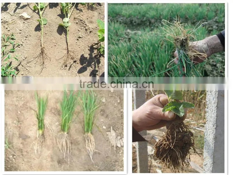 Organic Chitosan Oligosaccharide Fertilizer