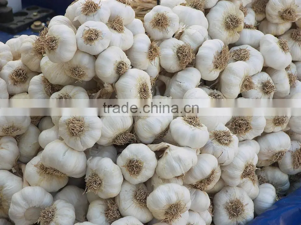factory price chinese natural red garlic(normal white garlic, purple garlic, white garlic)