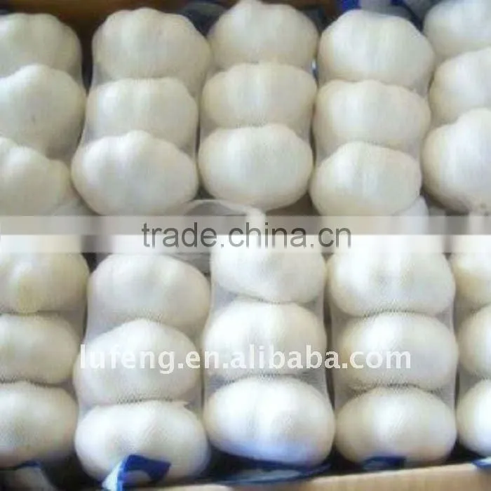 Fresh Garlic