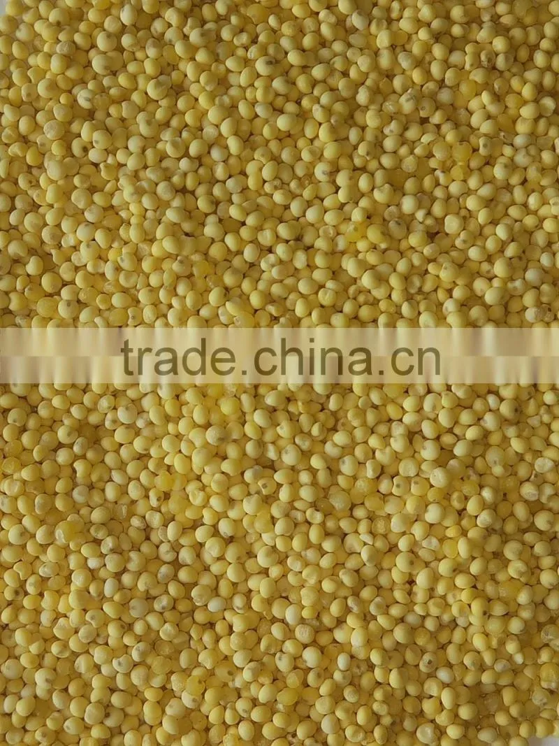 yellow millet (glutinous) good quality for sale