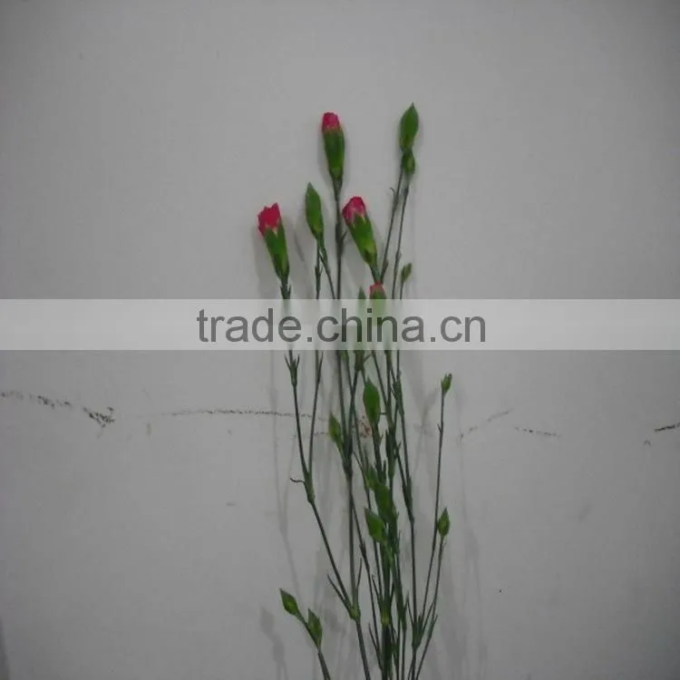 Elegant in smell factory direct high quality flower carnation