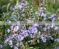 Pure and Natural Rosemary Oil/ essential oil
