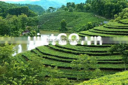 tea