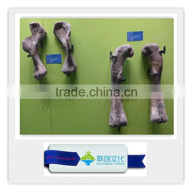 Life size dinosaur head fossils for sale