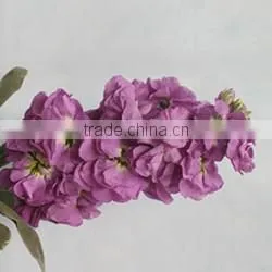 fresh cut Myosotis sylvatica flower to delivery everywhere