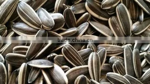Sunflower seed 4009