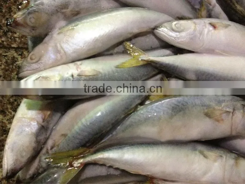 Whole round frozen fish 8-10pcs/kg for canned mackerel