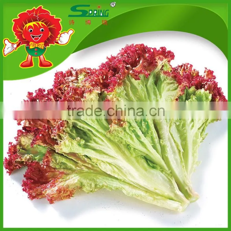 free of contamination hotbed red leaf lettuce