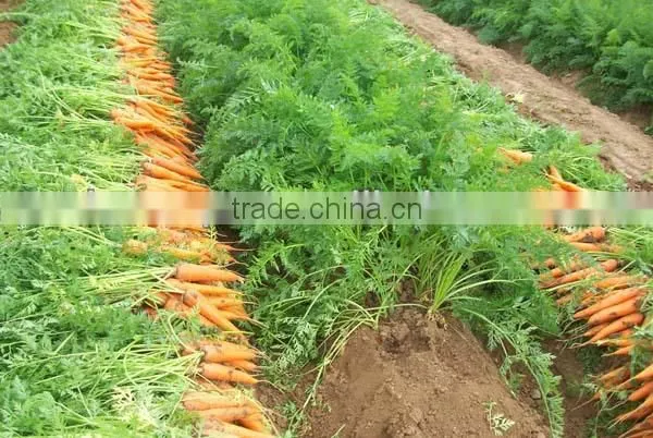 China new crop fresh carrot