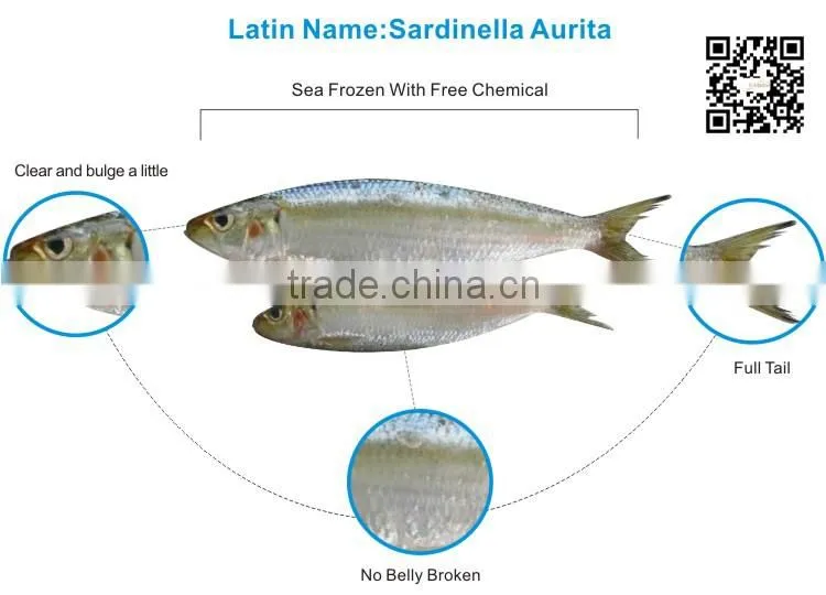 Frozen Whole Round Fish Seafood