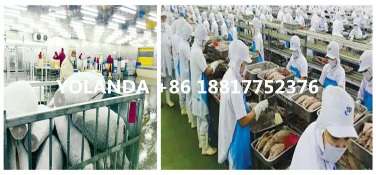 Complete Canned Fish Production Line / Tuna in Oil Production Line