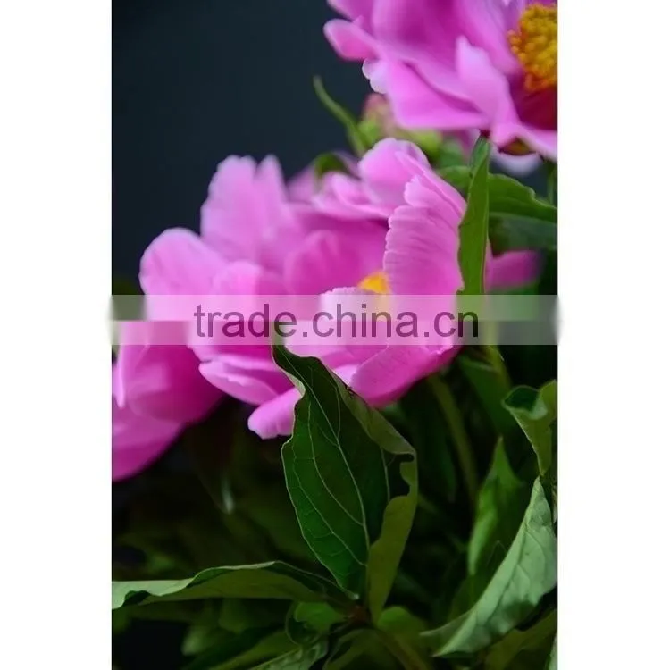 Alibaba china hot sell small peony