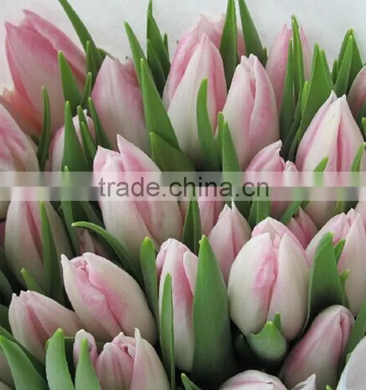 Fashion Crazy Selling decorative tulip