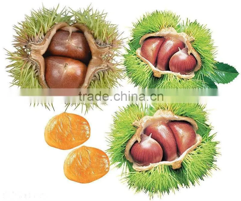 Chinese Fresh chestnut
