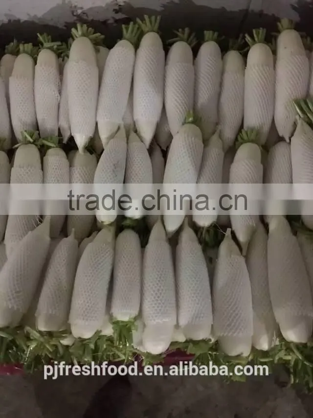 White Radish /green radish wholsale