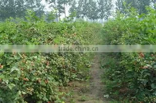 Life Fruit Organic Food Co., Ltd. company overview - view 2