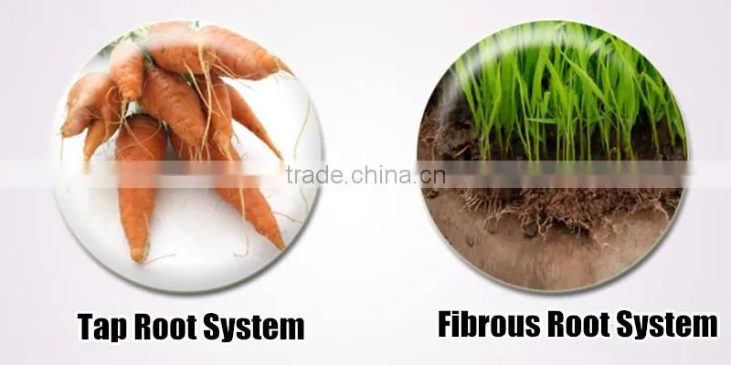 Relationship Between Root Growth And Fertilization Of Fruit Trees