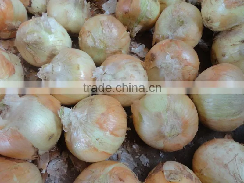 Fresh Yellow Onion / Red Onion