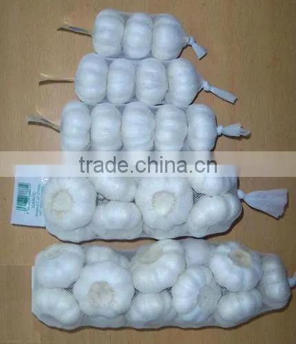 Sell 2012 crop fresh garlic in retail packing