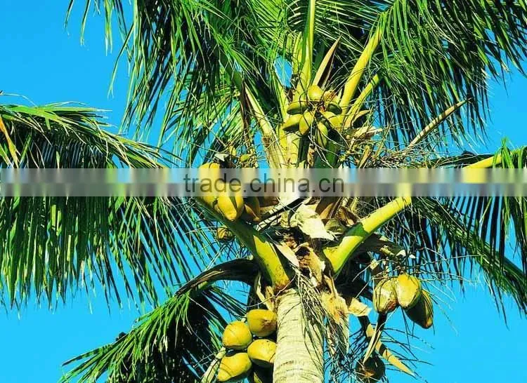 Coconut seedling