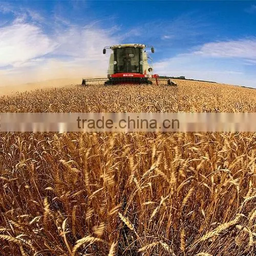 Wheat harvester 2090A1